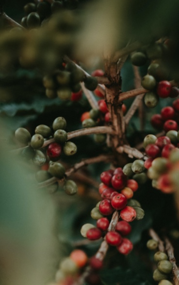 http://Verde%20Nero%20Café%20-%20Graine%20de%20café